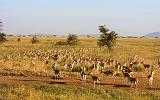 TANZANIA - Serengeti National Park - Gazzelle di Thomson - 2